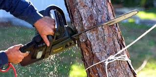 Best Commercial Tree Services  in Palmer, AK