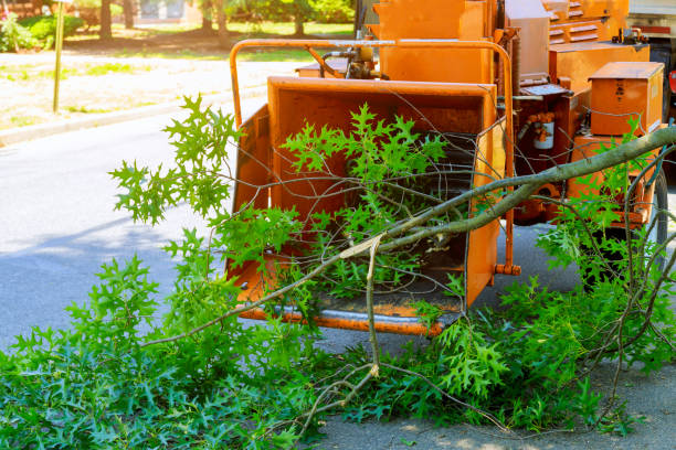 Best Tree Maintenance Programs  in Palmer, AK