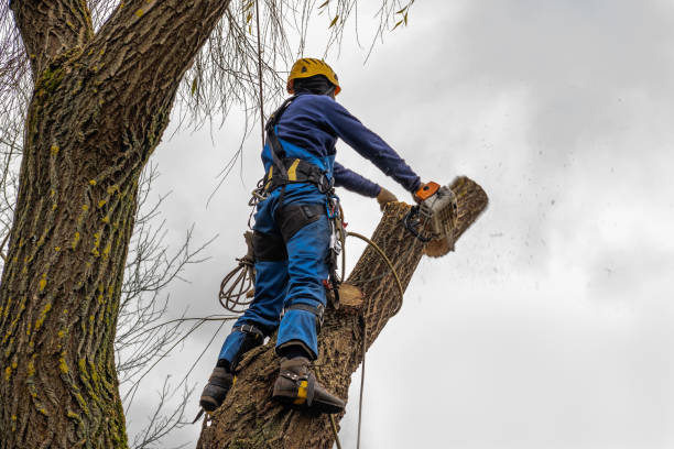 Best Firewood Processing and Delivery  in Palmer, AK