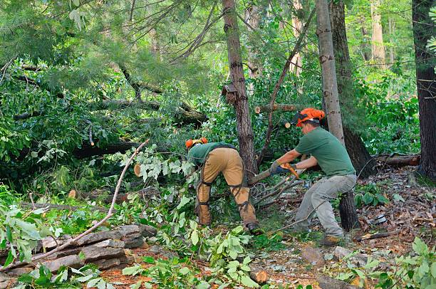 Best Tree Trimming and Pruning  in Palmer, AK