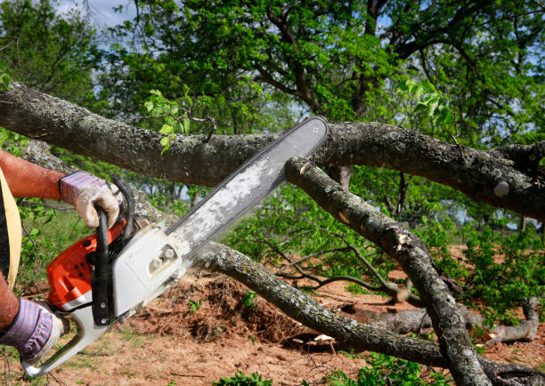 Best Hazardous Tree Removal  in Palmer, AK